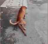 Noticia: Perro finge tener quebrada una pata para que le den comida Perro finge tener quebrada una pata para que le den comida