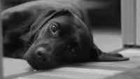 Noticia: "El perro más querido en Australia": ayudan a salvar a una mascota perdida tras la muerte de su dueño "El perro más querido en Australia": ayudan a salvar a una mascota perdida tras la muerte de su dueño