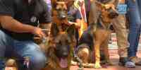 Noticia: VIDEO | El Malecón 2000 abrió sus puertas a las mascotas VIDEO | El Malecón 2000 abrió sus puertas a las mascotas