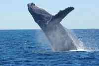 Noticia: La impactante FOTO de un león marino cayendo en la boca de una ballena jorobada La impactante FOTO de un león marino cayendo en la boca de una ballena jorobada