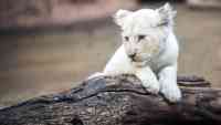 Noticia: Filman un raro cachorro blanco de león en Sudáfrica Filman un raro cachorro blanco de león en Sudáfrica