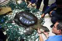 Noticia: Muere la última tortuga hembra de caparazón blando en China Muere la última tortuga hembra de caparazón blando en China