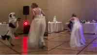 Noticia: Video viral | Novia baila con su perro en la fiesta de boda y sorprende Video viral | Novia baila con su perro en la fiesta de boda y sorprende