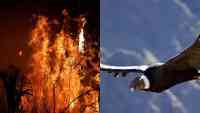 Noticia: VIDEO | Incendio forestal destruye el hábitat del cóndor en Loja VIDEO | Incendio forestal destruye el hábitat del cóndor en Loja