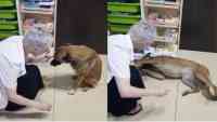 Noticia: VIDEO | Una perra pidió ayuda en una veterinaria y su agradecimiento se hizo viral VIDEO | Una perra pidió ayuda en una veterinaria y su agradecimiento se hizo viral