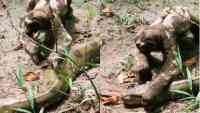 Noticia: VIDEO | Impensado: Perezoso aplasta la cabeza de una anaconda y se hace viral VIDEO | Impensado: Perezoso aplasta la cabeza de una anaconda y se hace viral