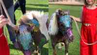 Noticia: FOTOS | Exmodelo 'baña' de escarcha a Poni e indigna en redes sociales FOTOS | Exmodelo 'baña' de escarcha a Poni e indigna en redes sociales