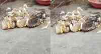 Noticia: VIDEO | Viral: Pato tiene una aparente 'risa humana' y desconcierta a los internautas VIDEO | Viral: Pato tiene una aparente 'risa humana' y desconcierta a los internautas