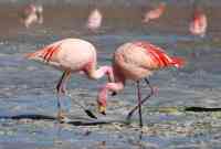 Noticia: Flamingo tuvo que ser sacrificado después de que un niño le arrojara una piedra Flamingo tuvo que ser sacrificado después de que un niño le arrojara una piedra