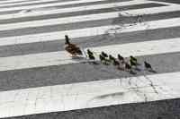 Noticia: Colombia: Un policía detiene el tránsito para que unos patos crucen la calle Colombia: Un policía detiene el tránsito para que unos patos crucen la calle