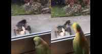 Noticia: VIDEO | Un loro y un gato 'jugando' a las escondidas VIDEO | Un loro y un gato 'jugando' a las escondidas