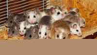 Noticia: Modifican los genes de ratones para que puedan infectarse con el covid-19 Modifican los genes de ratones para que puedan infectarse con el covid-19