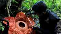 Noticia: Hallan en Indonesia la flor "más grande" del mundo Hallan en Indonesia la flor "más grande" del mundo