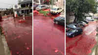 Noticia: VIDEO | Barrio argentino es inundado de unos 500.000 litros de sangre animal VIDEO | Barrio argentino es inundado de unos 500.000 litros de sangre animal
