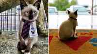 Noticia: FOTOS | Se quejan del 'gatito' callejero y lo contratan como abogado para que reciba los reclamos FOTOS | Se quejan del 'gatito' callejero y lo contratan como abogado para que reciba los reclamos