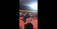 Noticia: VIDEO | Impactante ataque de un oso a su domador en plena función de un circo VIDEO | Impactante ataque de un oso a su domador en plena función de un circo