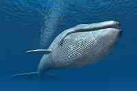 Noticia: La clave del cáncer está detrás del ADN de las ballenas La clave del cáncer está detrás del ADN de las ballenas