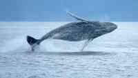 Noticia: VIDEO | Ballena aparece cerca del puerto de Manta VIDEO | Ballena aparece cerca del puerto de Manta