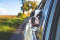 Noticia: Rompen la ventana de un auto para rescatar a un perro y salvarlo de las altas temperaturas Rompen la ventana de un auto para rescatar a un perro y salvarlo de las altas temperaturas