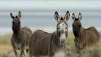 Noticia: Masacran más de 40 burros salvajes en el desierto de California y autoridades buscan a los responsables Masacran más de 40 burros salvajes en el desierto de California y autoridades buscan a los responsables