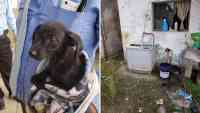 Noticia: VIDEO | ¡IMÁGENES SENSIBLES! Menores lanzan a cachorro a un balde con agua y luego a una lavadora VIDEO | ¡IMÁGENES SENSIBLES! Menores lanzan a cachorro a un balde con agua y luego a una lavadora