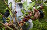 Noticia: VIDEO | Los bajos precios hunden en la desolación a los cafeteros de Colombia VIDEO | Los bajos precios hunden en la desolación a los cafeteros de Colombia