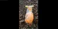 Noticia: VIDEO | Captaron a un caracol 'zombi' que muestra colores psicodélicos VIDEO | Captaron a un caracol 'zombi' que muestra colores psicodélicos