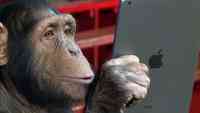Noticia: Chimpancé 'millennials' deja boquiabierta a la Red Chimpancé 'millennials' deja boquiabierta a la Red