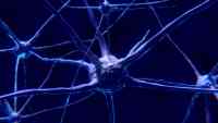 Noticia: Científicos rediseñan una proteína para combatir el cáncer o regenerar neurona Científicos rediseñan una proteína para combatir el cáncer o regenerar neurona