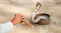 Noticia: Un hombre acusado en India de haber matado a su esposa con una cobra Un hombre acusado en India de haber matado a su esposa con una cobra