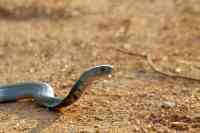 Noticia: VIDEO: encuentra una cobra escupidora "altamente venenosa" en el inodoro que acababa de usar su hija VIDEO: encuentra una cobra escupidora "altamente venenosa" en el inodoro que acababa de usar su hija
