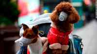 Noticia: Muere el perro que habría dado positivo por coronavirus Muere el perro que habría dado positivo por coronavirus