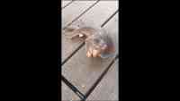Noticia: VIDEO | Capturan extraña criatura en un muelle de Nueva York VIDEO | Capturan extraña criatura en un muelle de Nueva York