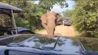 Noticia: VIDEO | Un elefante sorprende a turistas: buscaba comida dentro del carro VIDEO | Un elefante sorprende a turistas: buscaba comida dentro del carro