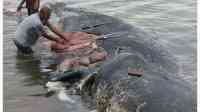 Noticia: Encuentran a ballena muerta con 1.000 piezas de plástico en su estómago Encuentran a ballena muerta con 1.000 piezas de plástico en su estómago