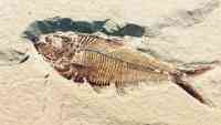 Noticia: Un fósil demuestra que los peces ya nadaban al unísono hace 50 millones de años Un fósil demuestra que los peces ya nadaban al unísono hace 50 millones de años