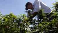 Noticia: Consumidores de marihuana se duplicaron en Canadá tras su legalización Consumidores de marihuana se duplicaron en Canadá tras su legalización