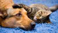 Noticia: Una gata sigue visitando la casa de su 'amiga', una perra que murió de cáncer hace más de un año Una gata sigue visitando la casa de su 'amiga', una perra que murió de cáncer hace más de un año