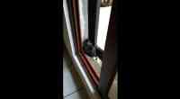 Noticia: VIDEO | El rescate inesperado de un 'gatito' volvió viral a un comediante mexicano VIDEO | El rescate inesperado de un 'gatito' volvió viral a un comediante mexicano