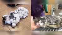 Noticia: VIDEO | Gato congelado "vuelve a la vida" tras estar sepultado en nieve VIDEO | Gato congelado "vuelve a la vida" tras estar sepultado en nieve