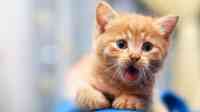 Noticia: VIDEO: un gato es abrumado por siete perros VIDEO: un gato es abrumado por siete perros