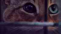 Noticia: VIDEO | Gato-zorro: una nueva especie sorprende a la comunidad científica VIDEO | Gato-zorro: una nueva especie sorprende a la comunidad científica