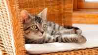 Noticia: VIDEO | Un gato tranquiliza a un niño que sufre una crisis nerviosa de una forma muy particular VIDEO | Un gato tranquiliza a un niño que sufre una crisis nerviosa de una forma muy particular