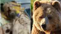 Noticia: Un mes atrapado en la cueva de un oso: "Me guardó como comida para el futuro" Un mes atrapado en la cueva de un oso: "Me guardó como comida para el futuro"
