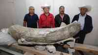 Noticia: Encontraron restos de un mamut de unos 14 mil años de antigüedad en México Encontraron restos de un mamut de unos 14 mil años de antigüedad en México