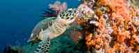 Noticia: El cambio climático podría provocar ceguera a ciertos animales marinos El cambio climático podría provocar ceguera a ciertos animales marinos