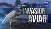 Imagen: Sobrepoblación de aves en el Aeropuerto de Guayaquil es evaluada por especialistas extranjeros Sobrepoblación de aves en el Aeropuerto de Guayaquil es evaluada por especialistas extranjeros
