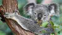 Noticia: Un koala se 'infiltra' en un auto con aire acondicionado para escapar del calor Un koala se 'infiltra' en un auto con aire acondicionado para escapar del calor