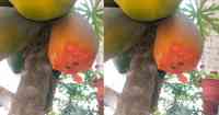 Noticia: FOTOS | Descubrió la misteriosa criatura que devoraba sus papayas FOTOS | Descubrió la misteriosa criatura que devoraba sus papayas