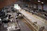Noticia: Granjero desconfiado instaló cámaras para descubrir quién robaba su leche. Fue el que menos esperaba Granjero desconfiado instaló cámaras para descubrir quién robaba su leche. Fue el que menos esperaba